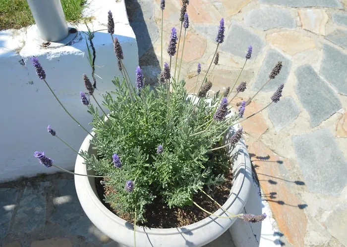 Kristi Loutra Elevtheron